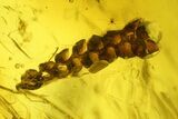 Two Fossil Leaves, Isopod, and Moss in Baltic Amber #207528-4